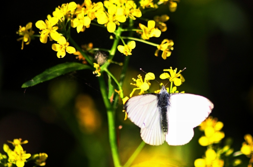 IDENTIFICAZIONE FARFALLE PARCO DEL TICINO